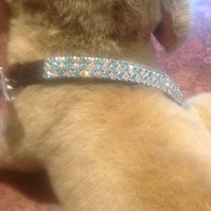 NWT dog collar